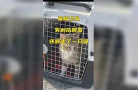 关于F1赛场再起风云：燕山鲨队队失利塞北独角兽队，赛场气氛火爆禁区内连续解围的信息-jiuyou官方登录入口